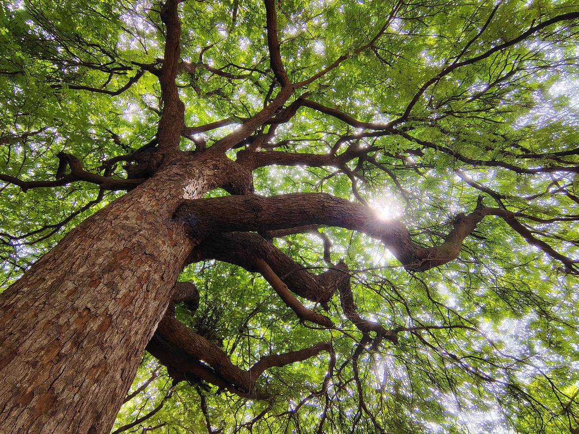How to Be More Tree